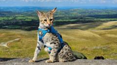 Is taking your cat for a walk good for them or just good for TikTok?