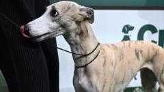 Whippet called Miuccia wins best in show at Crufts