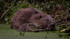 How Beavers Saved A Power Station From Flooding And What It Proves