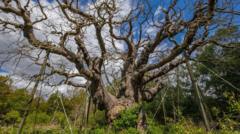 Ancient 'Robin Hood' tree is dead, experts say
