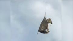 Watch: Runaway pet Zebra airlifted after capture in Tennessee