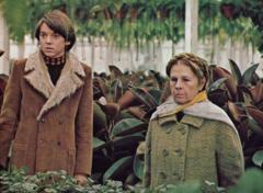 Bud Cort, star of cult dark comedy Harold and Maude, dies aged 77