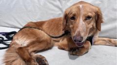 Dog back home after 100-mile trip and island swim