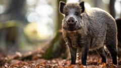 Feral pigs roaming Cairngorms park caught and killed