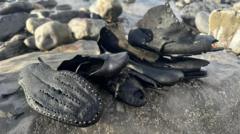 What happened to the 200 Victorian shoes that washed up on a beach?