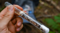 'Lost' ant species reintroduced to woodland