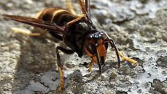 Traps set for killer wasps that target bees 