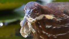 Ağzına plastik maske dolanmış bir kuş