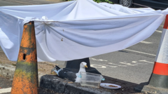 Nesting seagull in supermarket car park saved from sun by smart-thinking staff