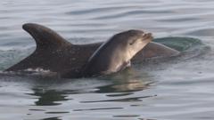 She spotted dolphin in Wales before her death – now it shares her name