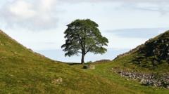 Sycamore Gap tree felling trial delayed by illness