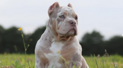 Trio sentenced over ‘vile’ dog ear cropping trade