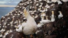 Scottish islanders refused permission to stage annual seabird chicks hunt