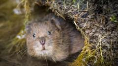 Poles and holes searching for voles