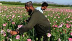 Афганистанда апийим талаасы