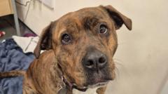 Maisy the 'stood-up' Staffy finds her forever home