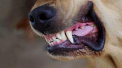 Man arrested and dogs seized after two attacks