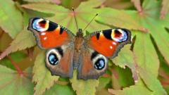 Butterflies need us to mow lawns less, experts say
