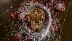 Weekly quiz: Which prize did this sleepy spider win a 10-year-old?