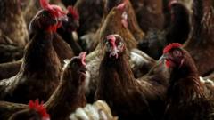 Avian flu spread sees 1.8 million farmed birds culled