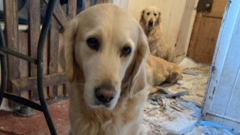 Is a Dog Ban Necessary After Recent Petting Experience Tragedies?