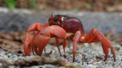 Watch: Millions of red crabs begin annual migration on Christmas Island