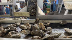 France rejects four-tonne oyster haul over 'typo'