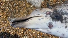 Stranded whales spark mystery over their species