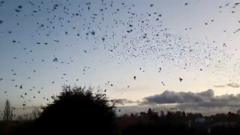 ‘Once-in-a-lifetime’ murmuration for village