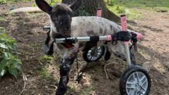 Paralysed lamb Dottie 'thriving' with new wheelchair