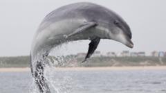 Pod of hundreds of dolphins causing 'quite a stir'