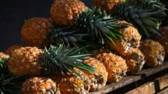 Pineapple dating code causes chaos in Spanish supermarkets