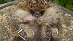 Tubby Ted the blind hedgehog put on a diet