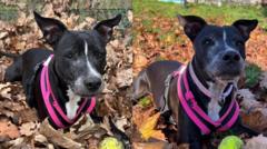 Dog still hoping for forever home after 500 days