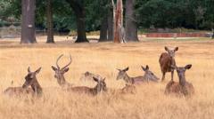 Brewery helps to keep deer fed at drought-hit park