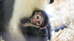 Monkey 'defies medical odds' and gives birth