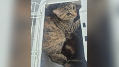 Cats squashed in carrier and dumped like rubbish