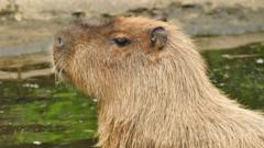 Cinnamon the capybara captured in pond