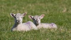 Early morning walker finds dead lambs on country road