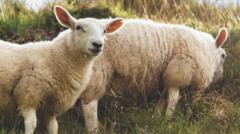 Rural criminals targeting livestock and vehicles