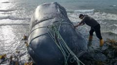 Why are whales getting tangled up in ropes?