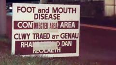 'Cwmwl du uwch ein pennau': 25 mlynedd ers clwy'r traed a'r genau