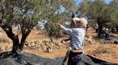 Palestinian olive harvest under threat from Israeli attacks and restrictions