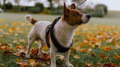 Consultation opens on new dog control measures