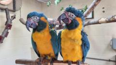 Endangered parrots Lily and Margot escape from London Zoo