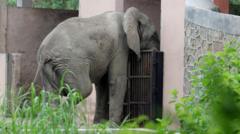 Delhi's lonely African elephant was killed by rare rodent-borne virus