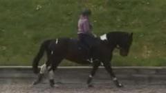 Horse put down after suspected dog attack