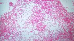 Officials reassure parents suspected meningitis case not linked to outbreak