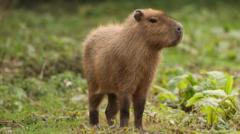 Escaped capybara Cinnamon 'fled after being startled by mower'