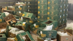 Gang smuggled £200m of cocaine in banana boxes